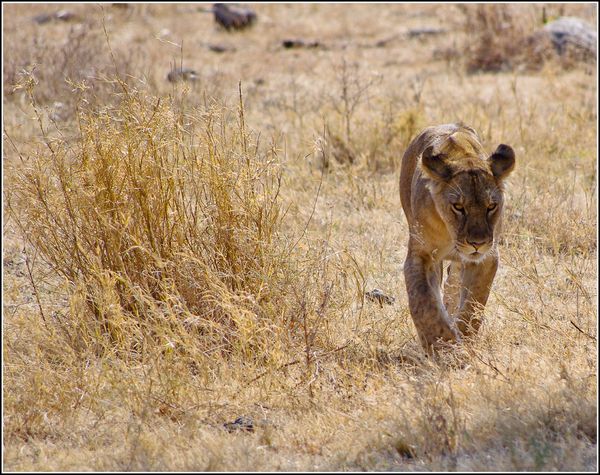 lionne du serengeti