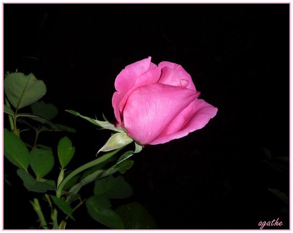 roses-soir-002 -unejpg