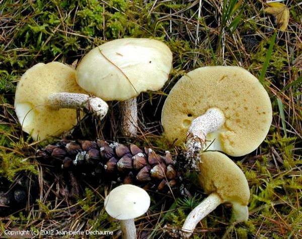 Suillus placidus - Bolet ivoire ou placide