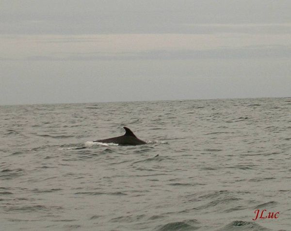 PXR dauphins1