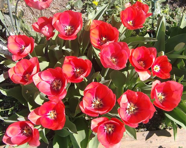 Tulipes-3-jpg.jpg