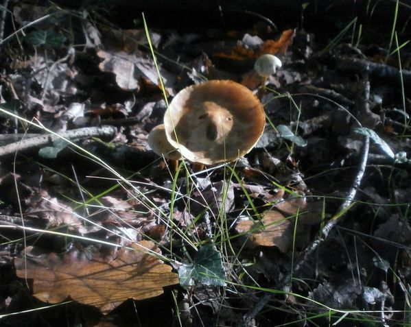champignons-n-2-045.JPG