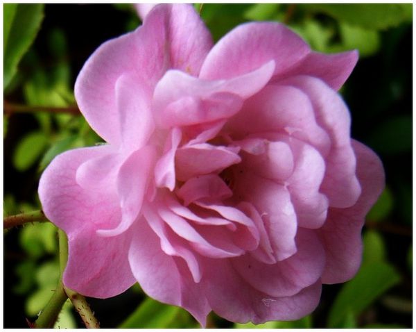 mon-petit-rose-2012.jpg