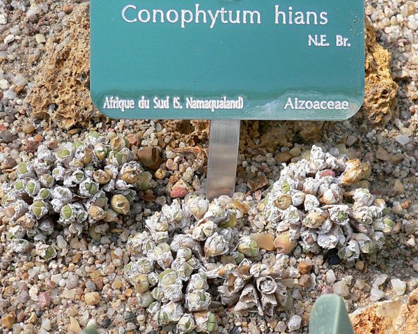 Conophytum hians aout 12