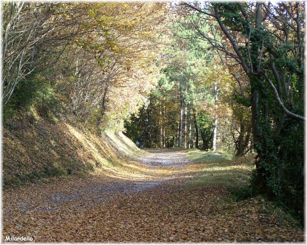 miolans-sous-bois.jpg