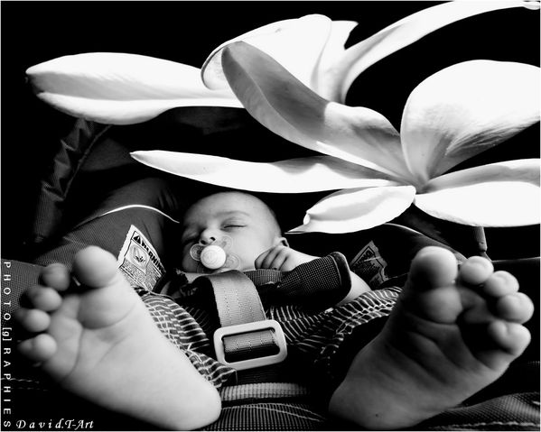 baby flower