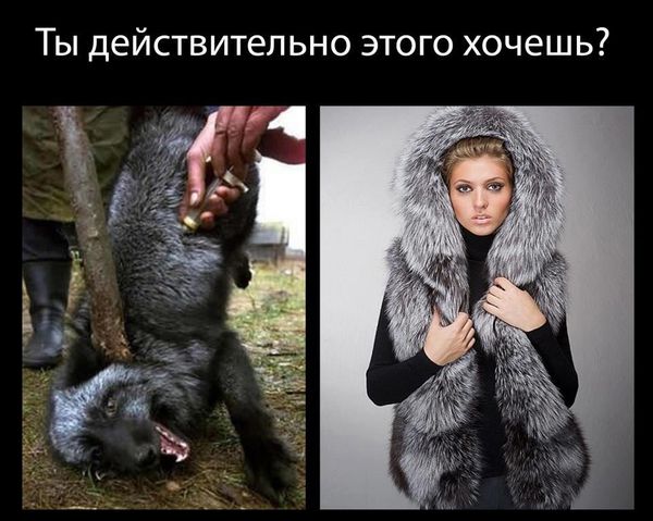 stop killing for fur coats Seal hunting, or sealing, is the personal or commercial hunting of sealsseal hunting is currently practiced in nine countries and one region of denmark: alaska(above the arctic circle), canada, namibia, iceland, norway, russia, finland, sweden, and greenland. stop killing for fur coats Seal hunting, or sealing, is the personal or commercial hunting of sealsseal hunting is currently practiced in nine countries and one region of denmark: alaska(above the arctic circle), canada, namibia, iceland, norway, russia, finland, sweden, and greenland.