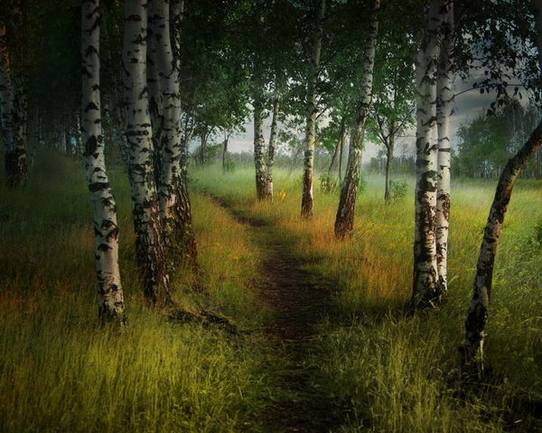 birch_trees_by_elenadudina-d4debpw.jpg
