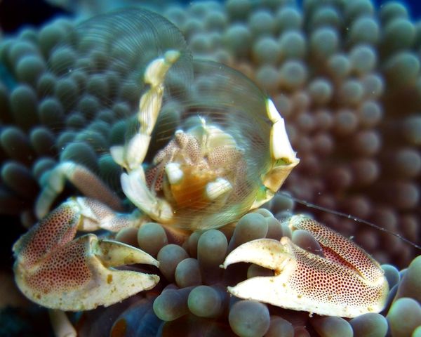 2010-01-16 Crabe porcelaine (3)