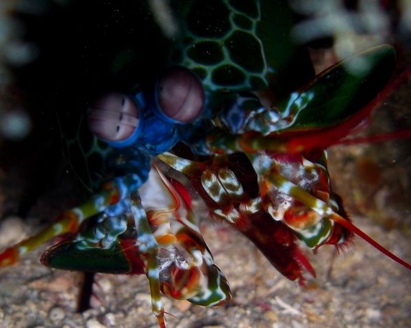 2010-01-30 b4 squille