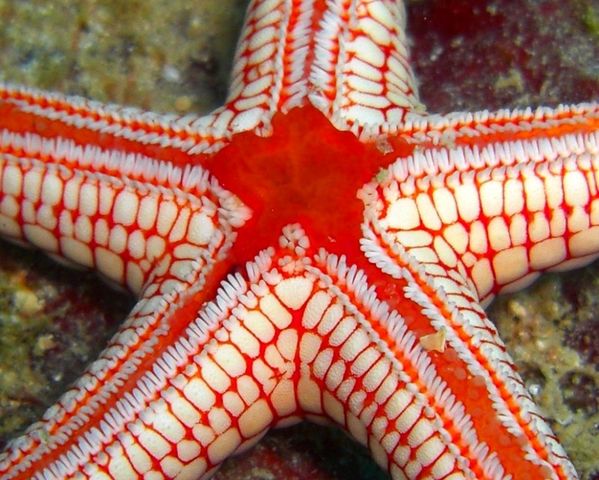 2009-11-25 Fromia monilis (7)