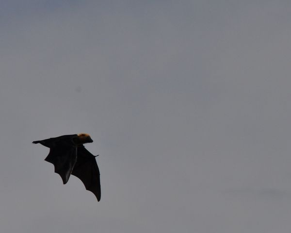 2010-01-20 roussette (7)