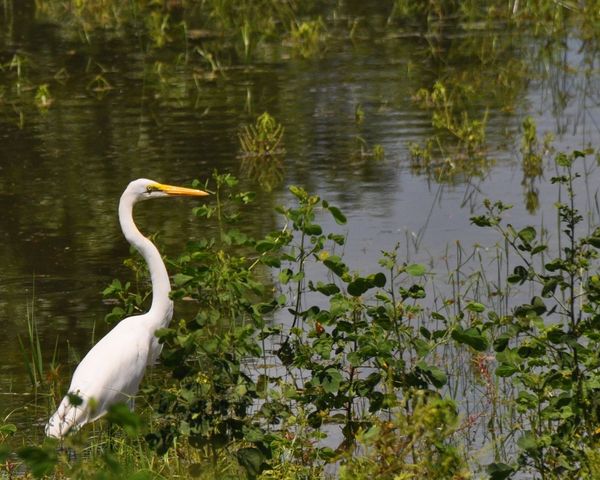 2010-02-25 grande aigrette (3)