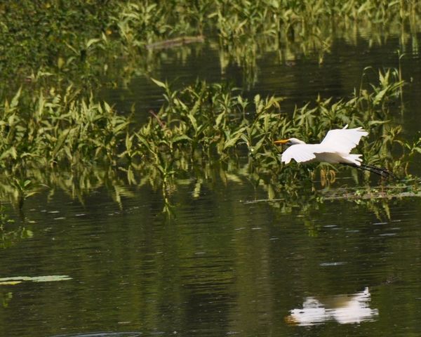2010-02-25 grande aigrette (7)
