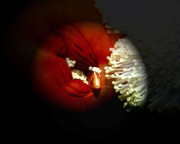 Poisson-clown mouffette dans l’anémone Heteractis magnif