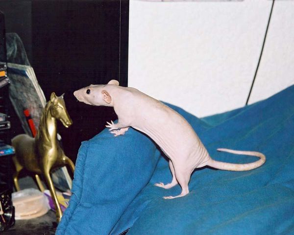 penelope-2.jpg
