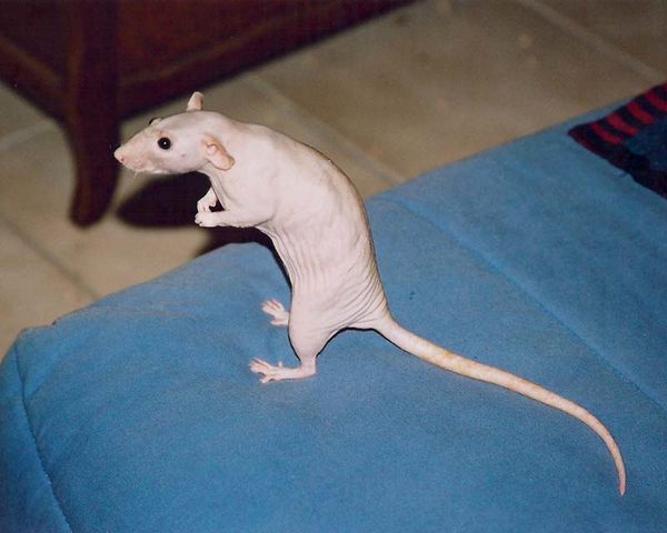 penelope-4.jpg