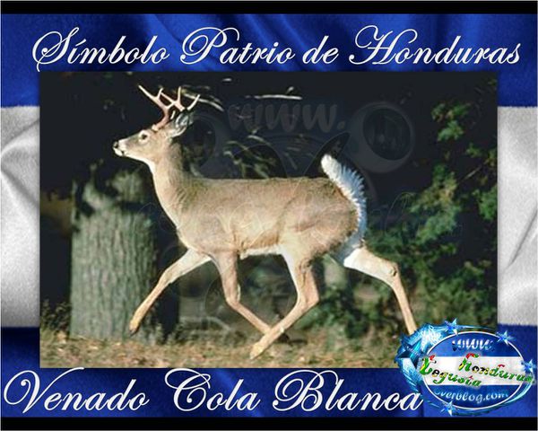 El Venado Cola Blanca Simbolo Patrio de Honduras T-copia-1