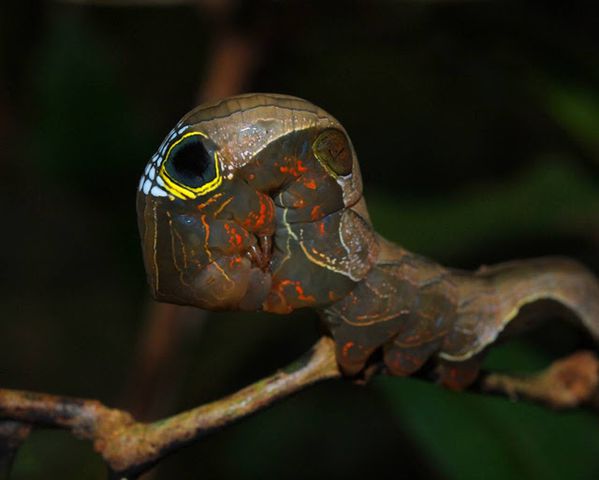 pink caterpillar 3