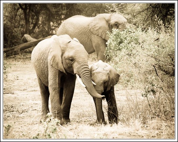 elephants du parc Manyara
