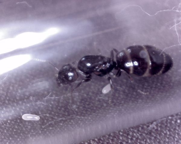 Gyne-Camponotus2.jpg