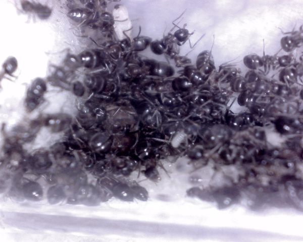 Lasius-emarginatus2.jpg