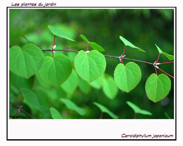 Cercidiphyllum-japonicumBD.jpg