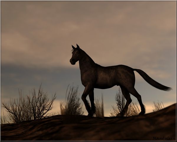 black-stallion-2.jpg