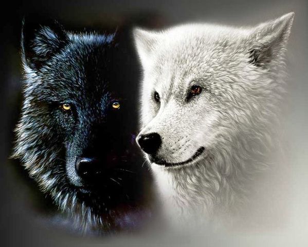 414495__black-and-white-wolf-for-my-dear-friend_p.jpg