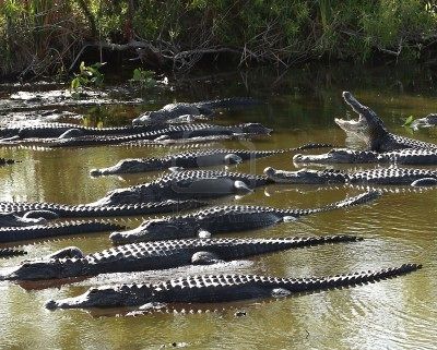 5795687-groupe-d-39-alligators-d-39-am-rique-alligator-miss
