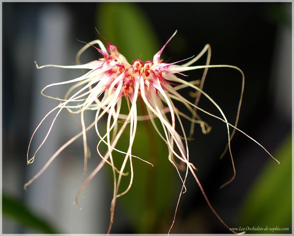 Bulbophyllum Taï Spider