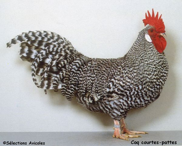 Coq courtes-pattes