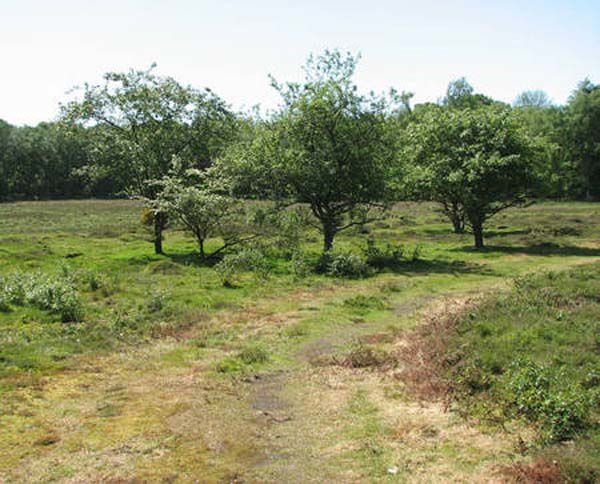 RTEmagicC_malus_sylvestri_geograph-org-uk_txdam21932_24fed5.jpg