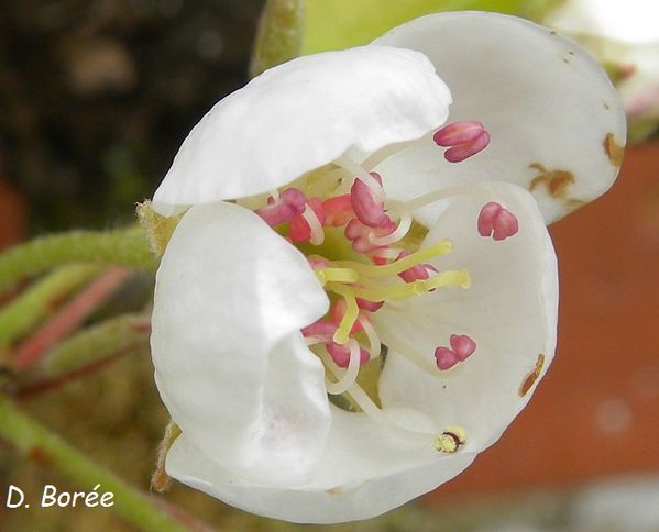 Fleurs de poirier7