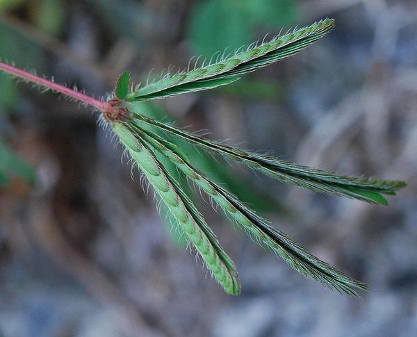 742px-Mimosa_pudica_Feuille2.jpg