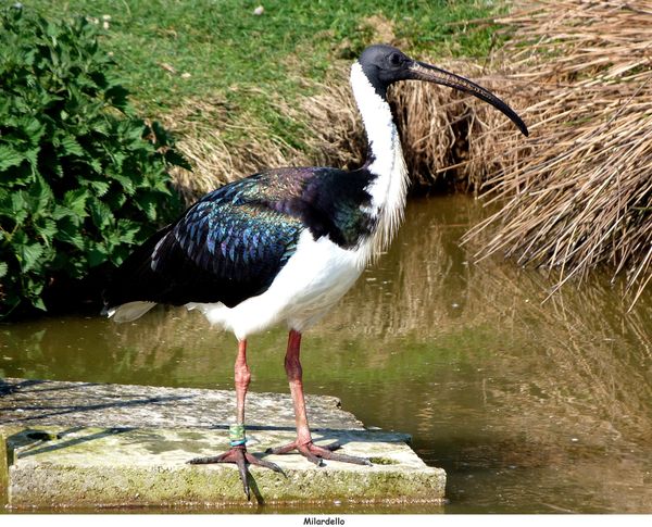 Rencontre ibis