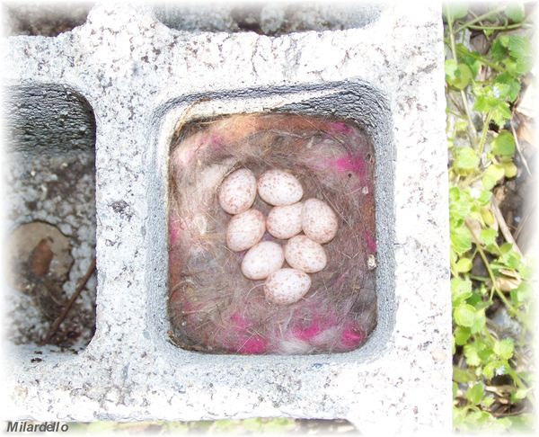 rm-pb-Le-nid-et-les-oeufs-de-la-mesange-charbonniere.jpg