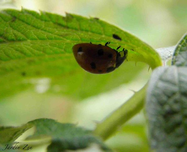 coccinelle mangeuse
