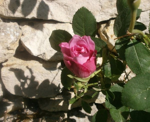 Jardin suite le 25 Avril 2013 040