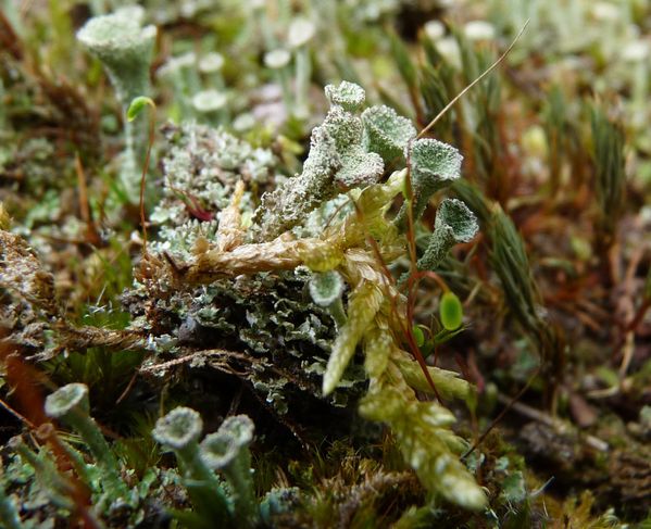 JML Cladonia-fimbriata R