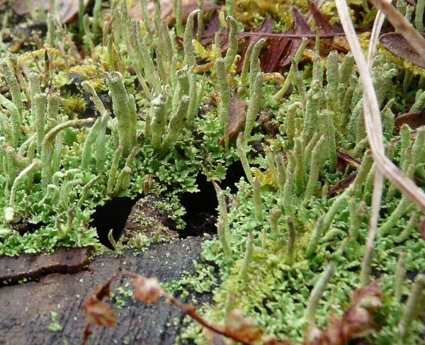 JML mar2010 033-Cladonia-conicraea