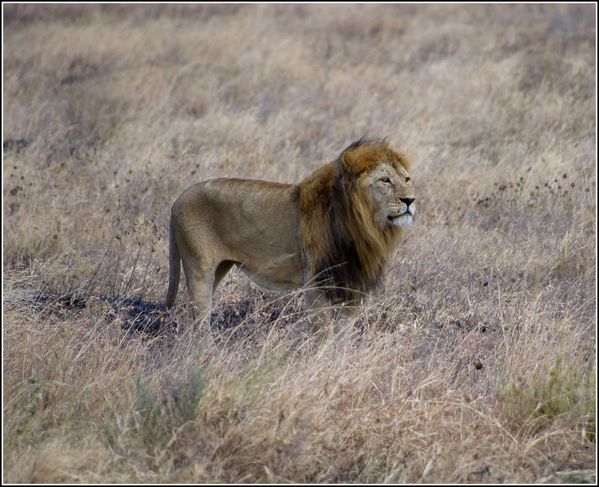 066 lion dans le Serengeti