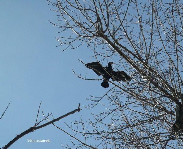 oiseau-4.jpg