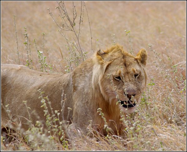 lion du serengeti