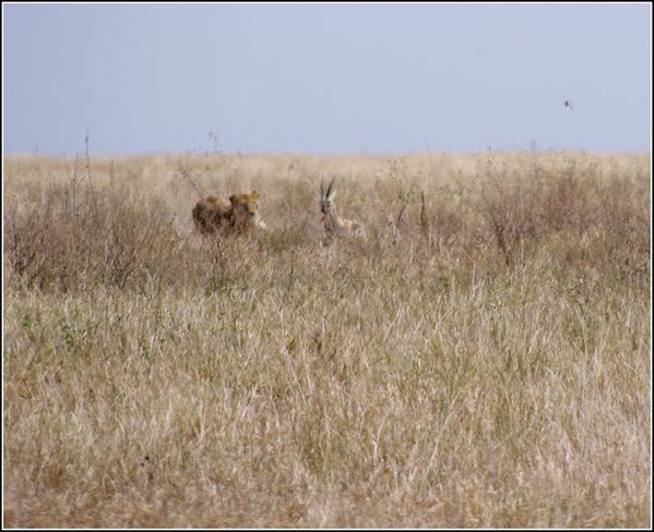 lionnes attaque une gazelle dans le serengeti