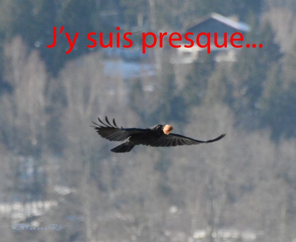 Corbeaux à Gérardmer 118