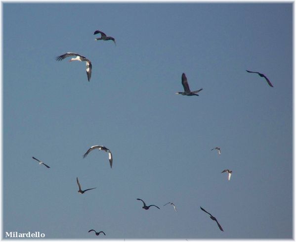 route-des-etangs-oiseaux-2.jpg