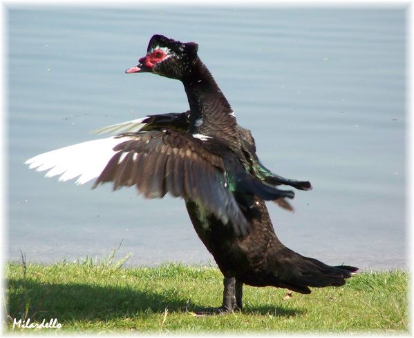 canard-barbarie-noir-5.jpg