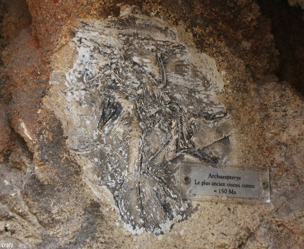 11-mai-2011---La-ferme-aux-crocodiles---suite--114-copie-1.JPG