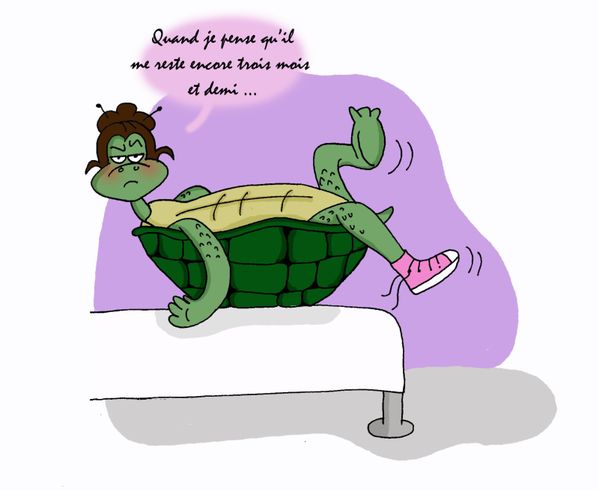 tortue 4